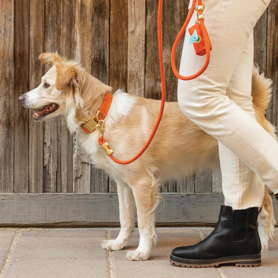 Cider Marine Rope Dog Leash